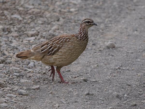 <h3><a href="/trips/tanzania/biota/animalia/chordata/aves/006 galliformes/005 phasianidae/dendroperdix sephaena/dendroperdix sephaena-nl.html">Dendroperdix&nbsp;sephaena</a> / Crested&nbsp;francolin / Kuiffrankolijn</h3>OM-1 Mark II met OLYMPUS M.150-400mm F4.5, 1/2000 sec  bij F4.5, ISO 1000, afstand 16.0&nbsp;m